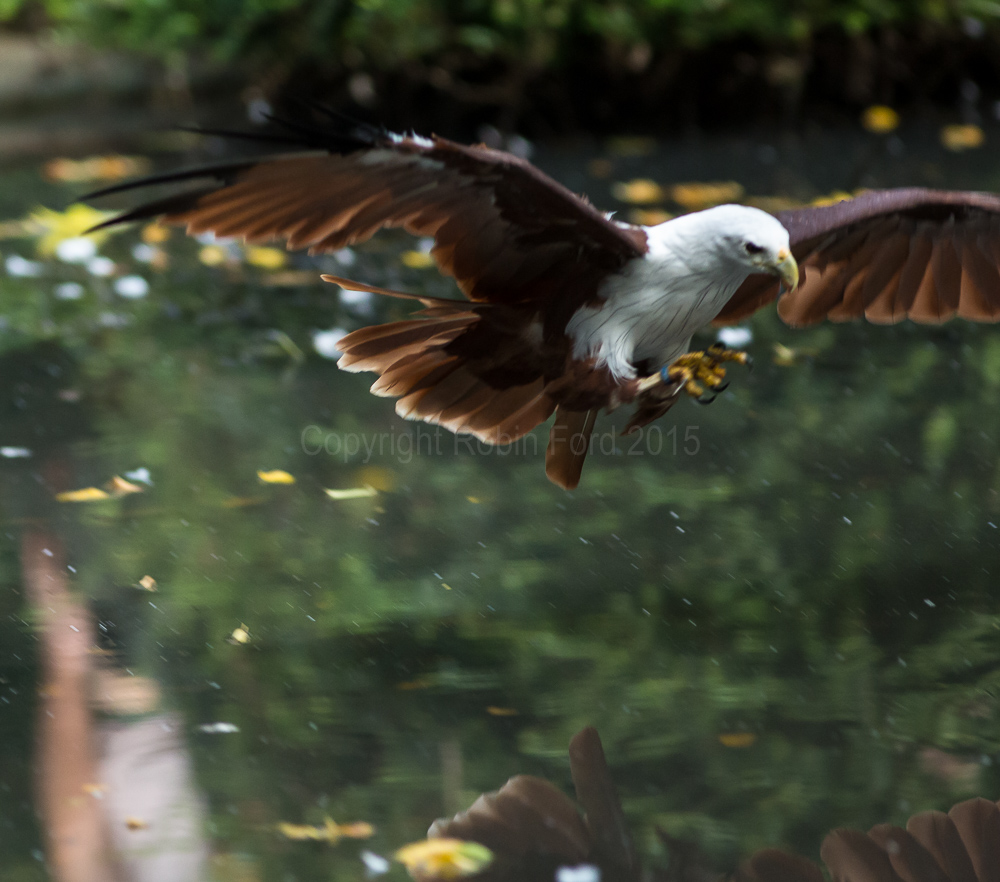 Brahminy Kite