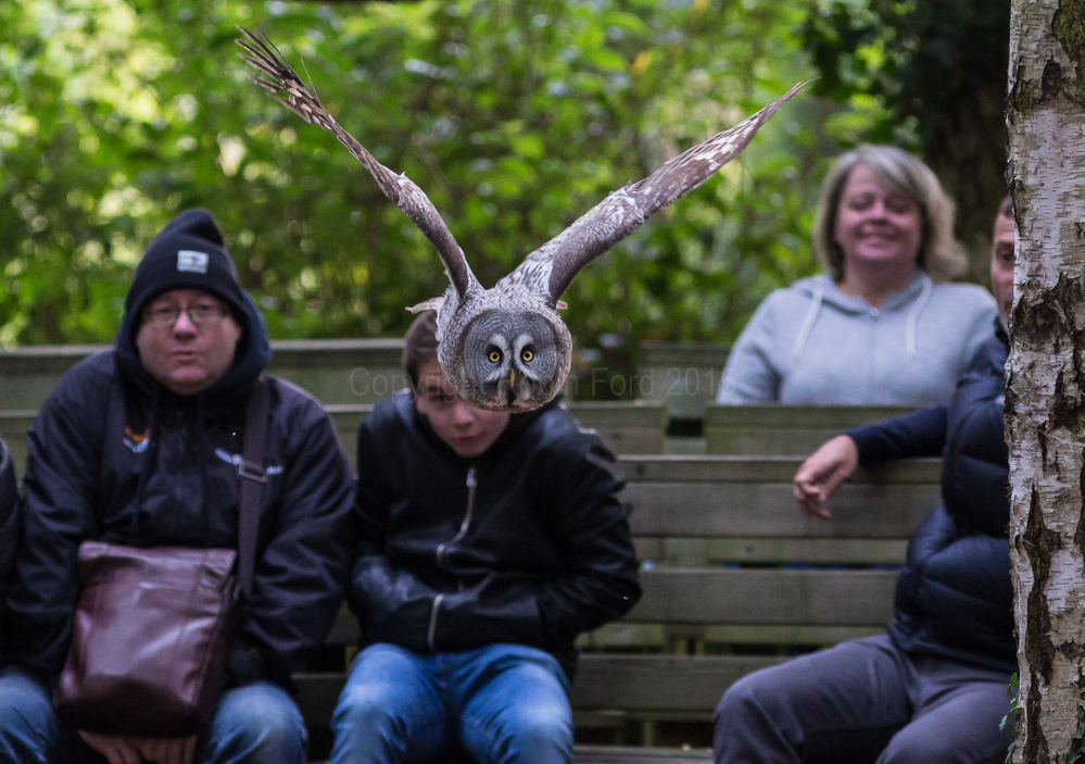 Great Grey Owl