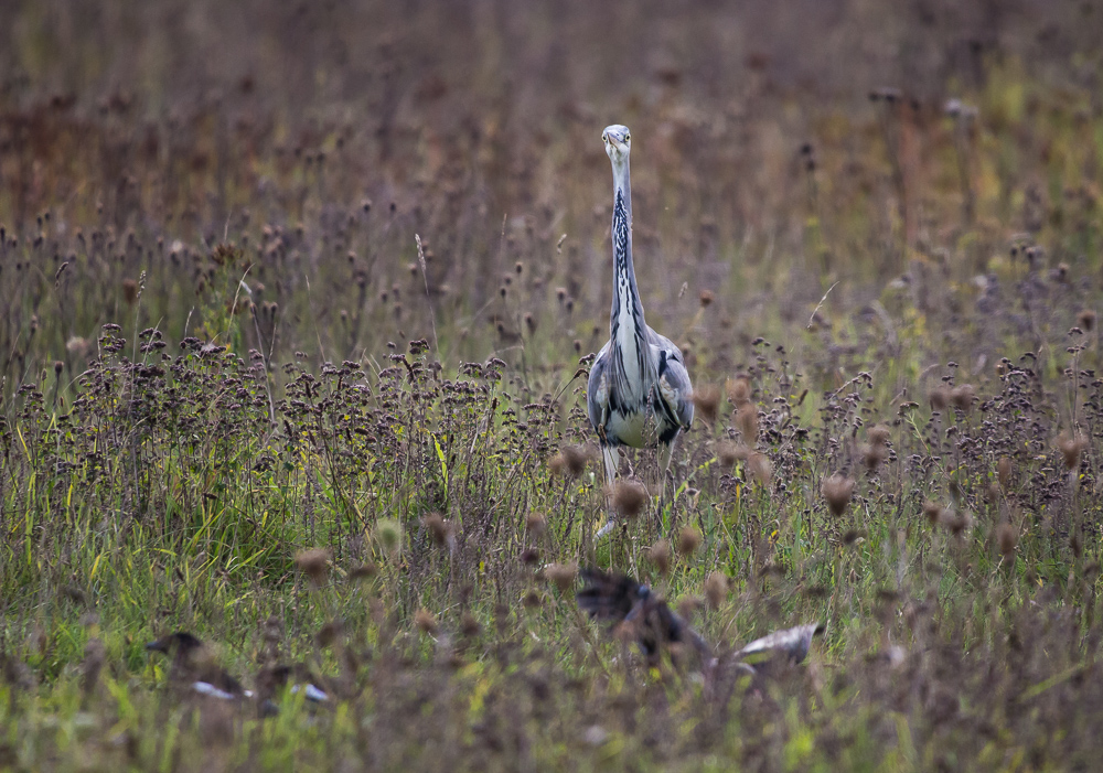 Grey Heron