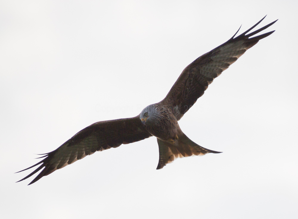 Red Kite