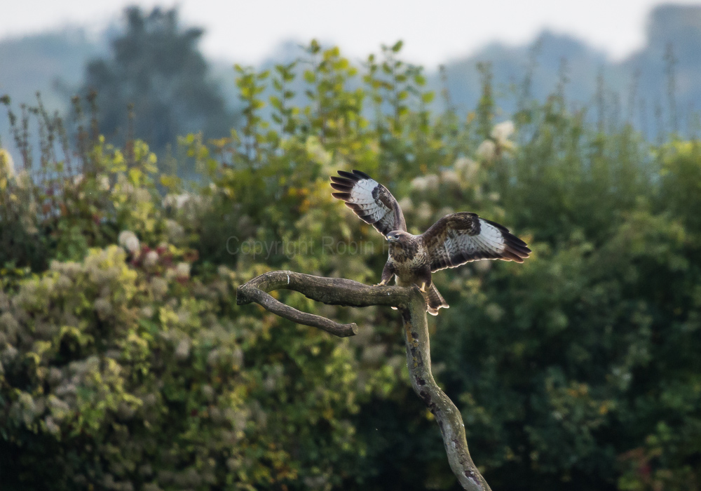 Common Buzzard
