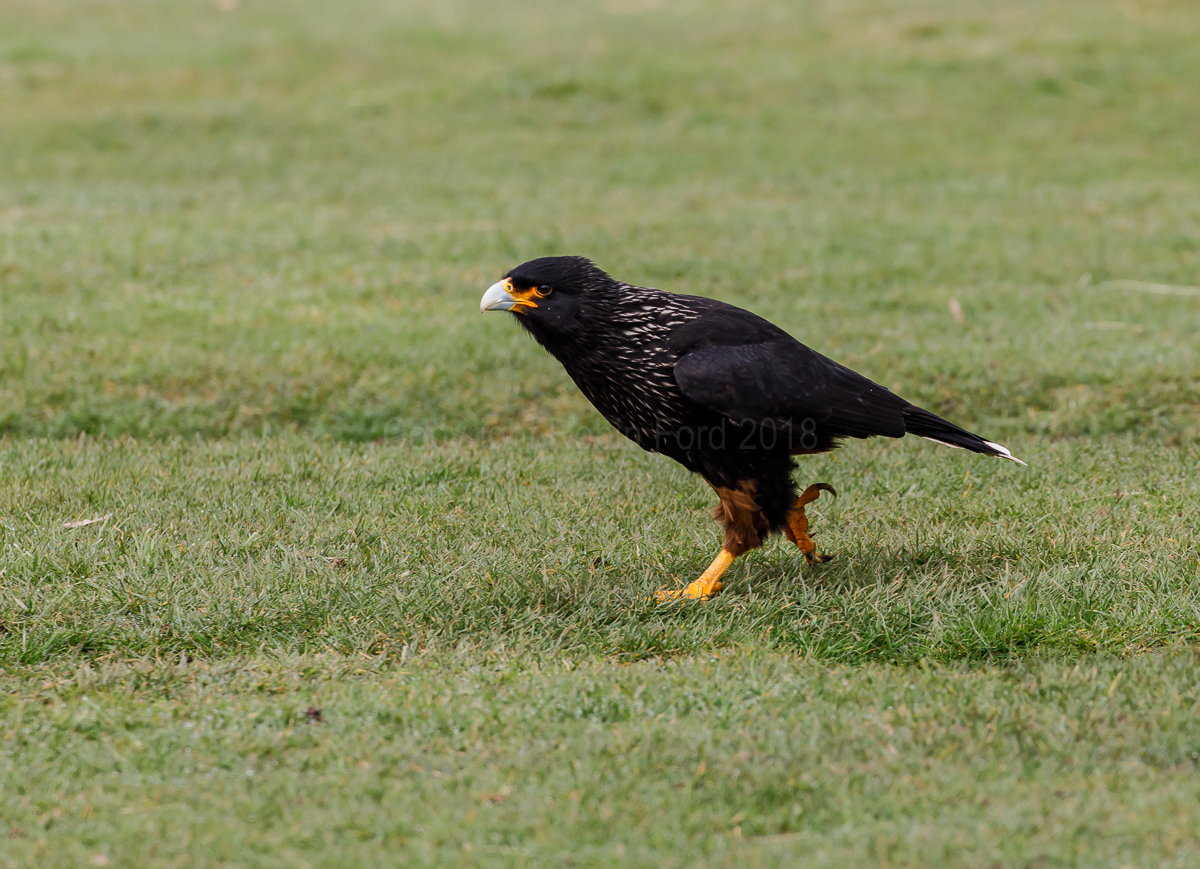 Striated Caracara