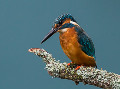 Kingfisher