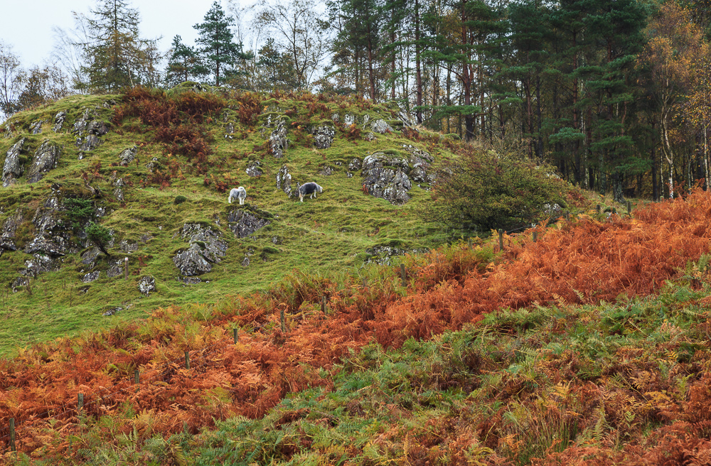 Tarn Hows