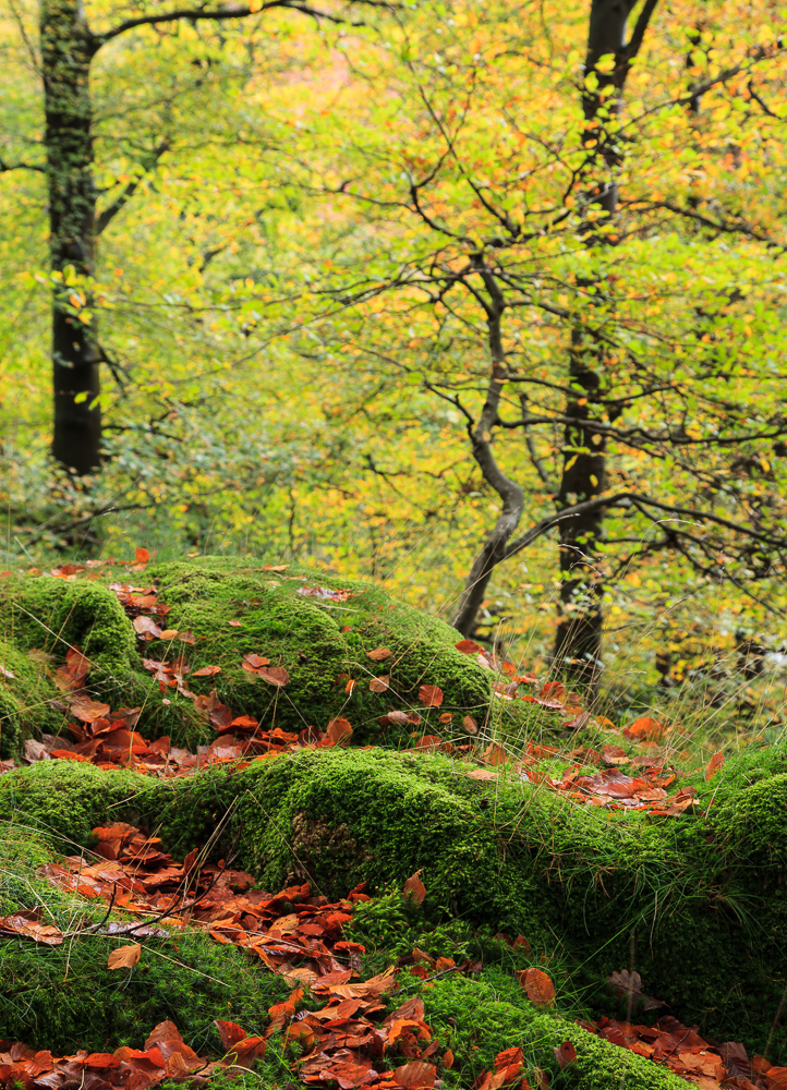 Grasmere