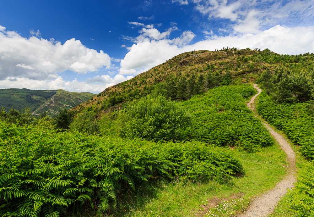 Dodd Fell