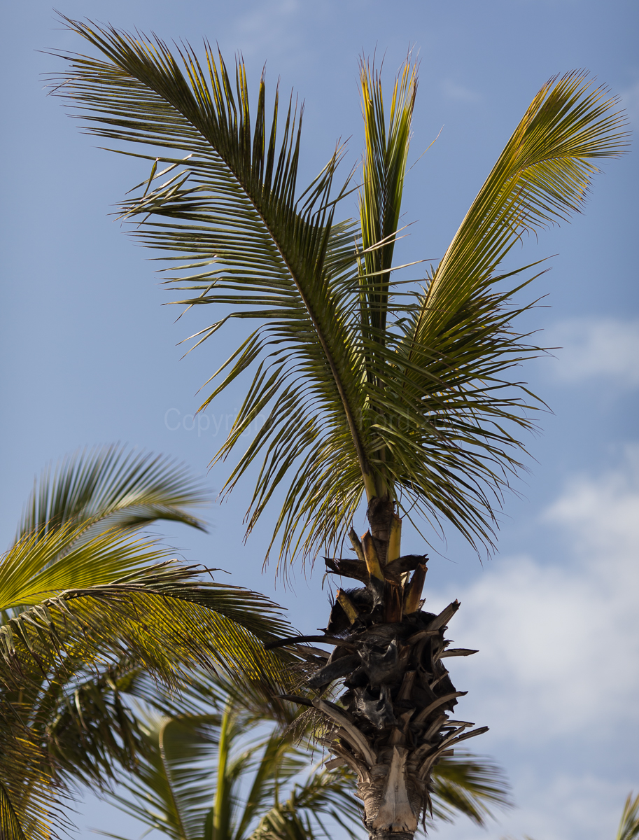 Puerto Calero