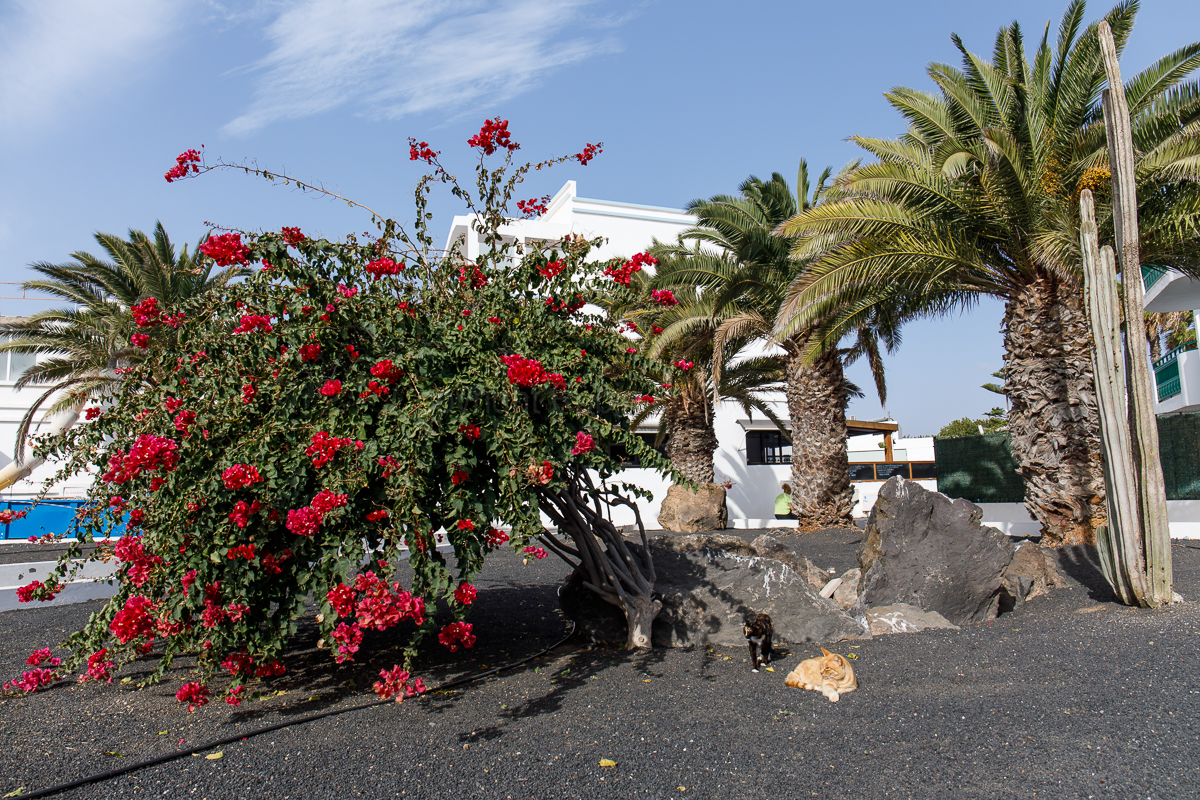 Costa Teguise