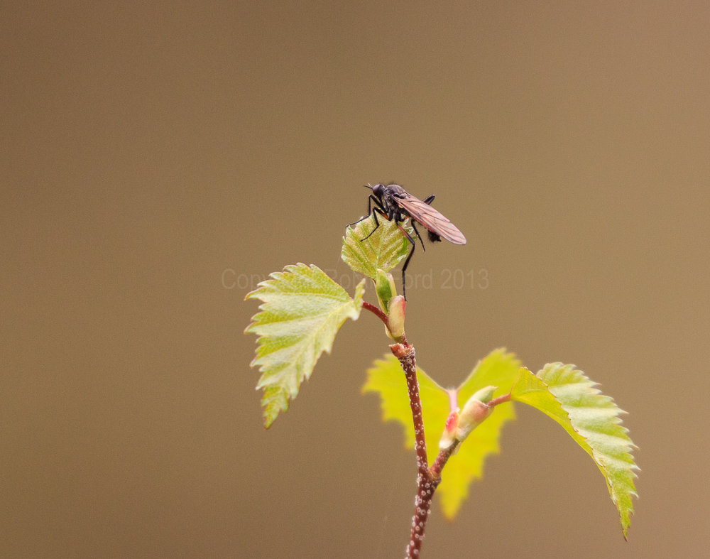 Random insect photo