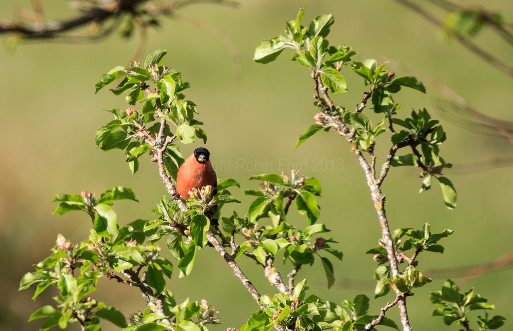 Bullfinch