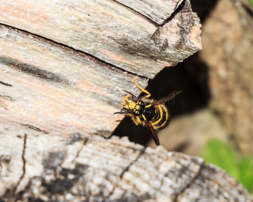 Wasp in the sun