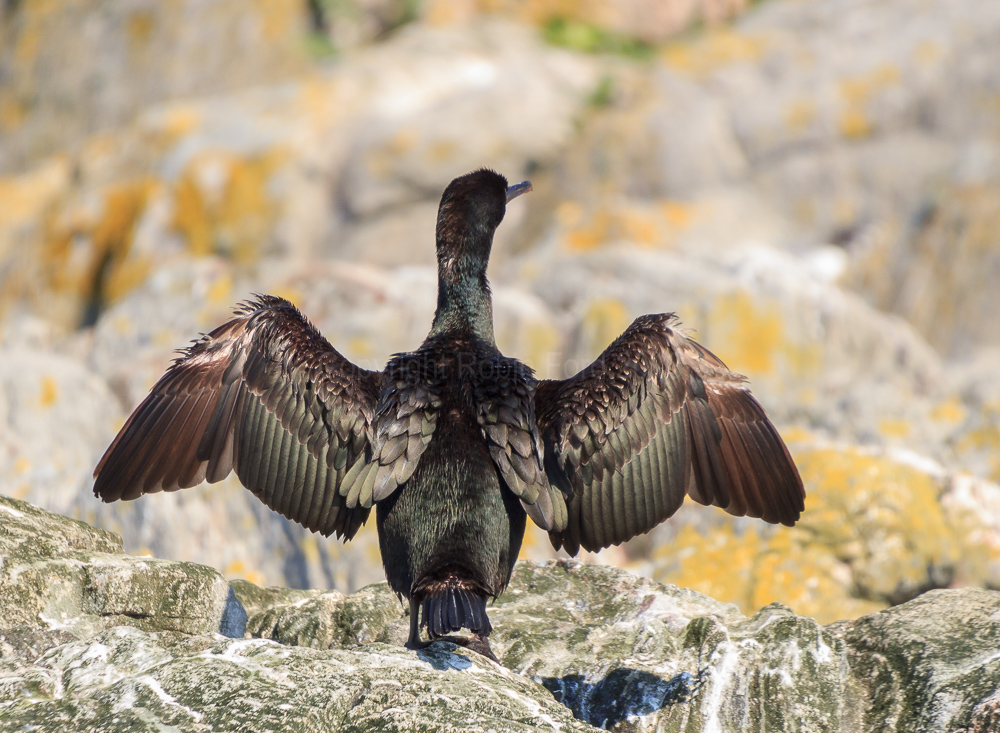 Shag drying its wings