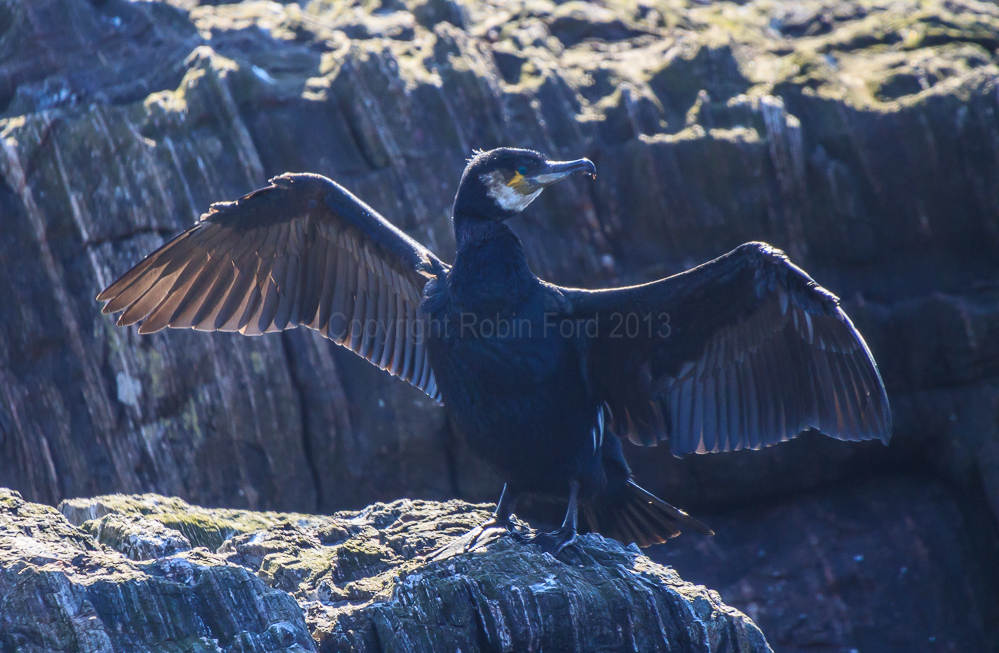 Cormorant drying its wings