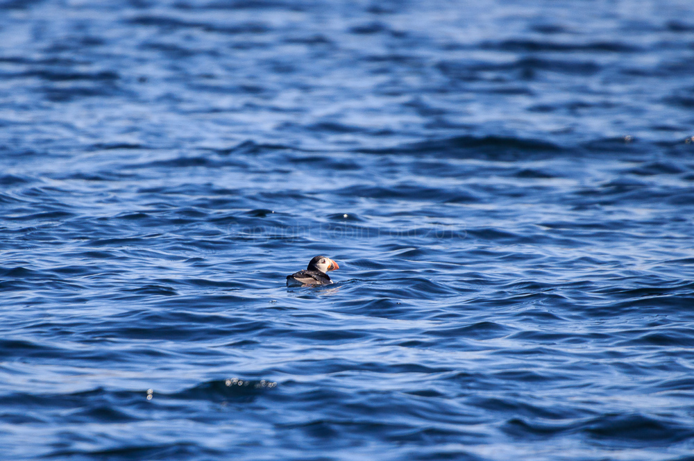 Puffin at sea