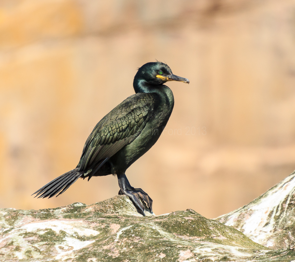 Shag