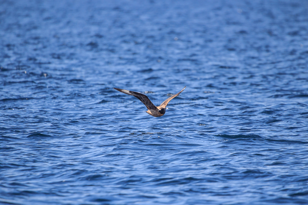 Great Skua