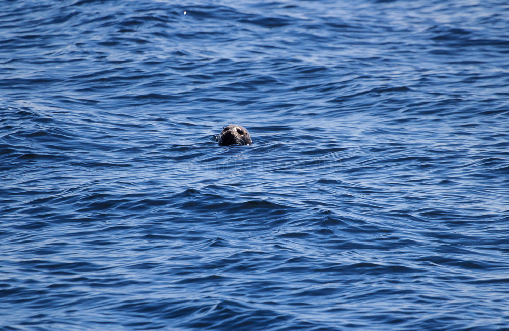 Seal in the Sound of Mull