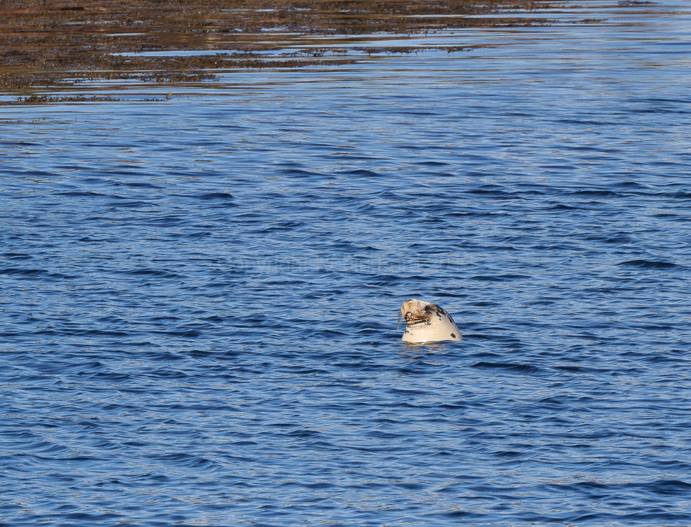 Common Seal