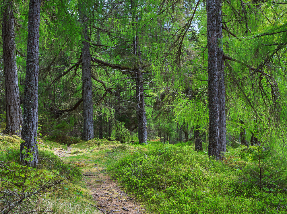 Near Lairg