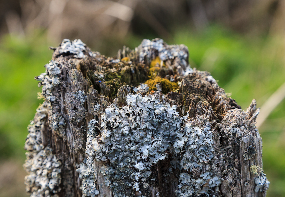 Rotting fence post