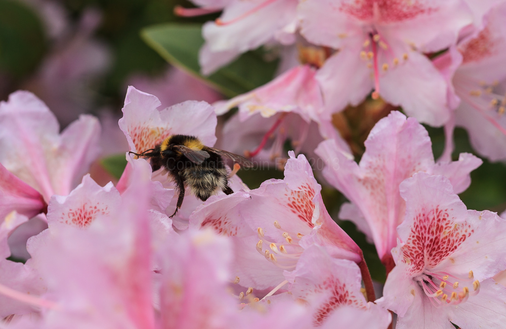 Bee doing its business