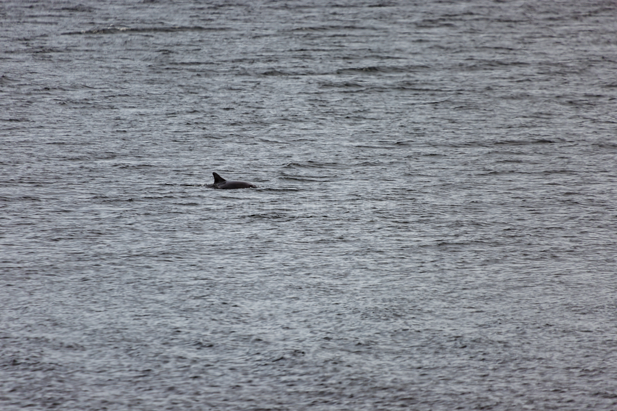 Dolphin at Chanonry Point near Fortrose