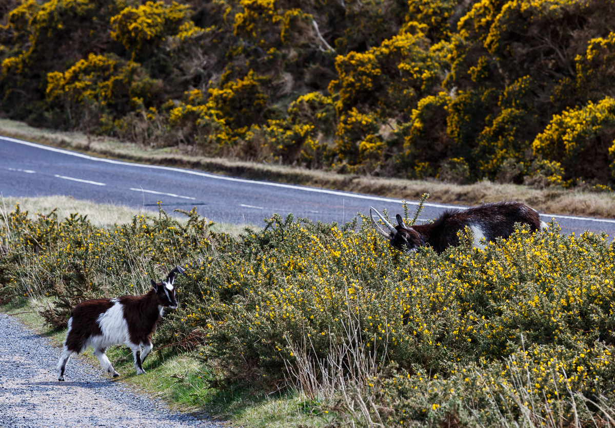 Little Loch Broom