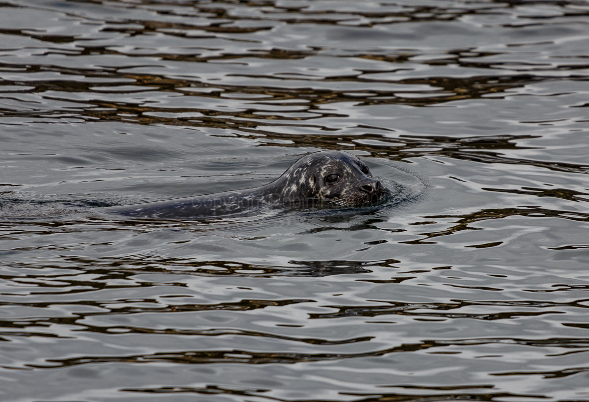 Loch Carron