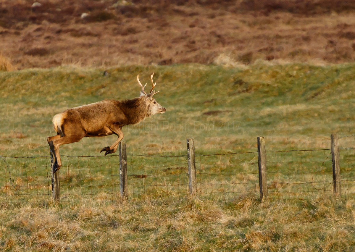 Red Deer Stag