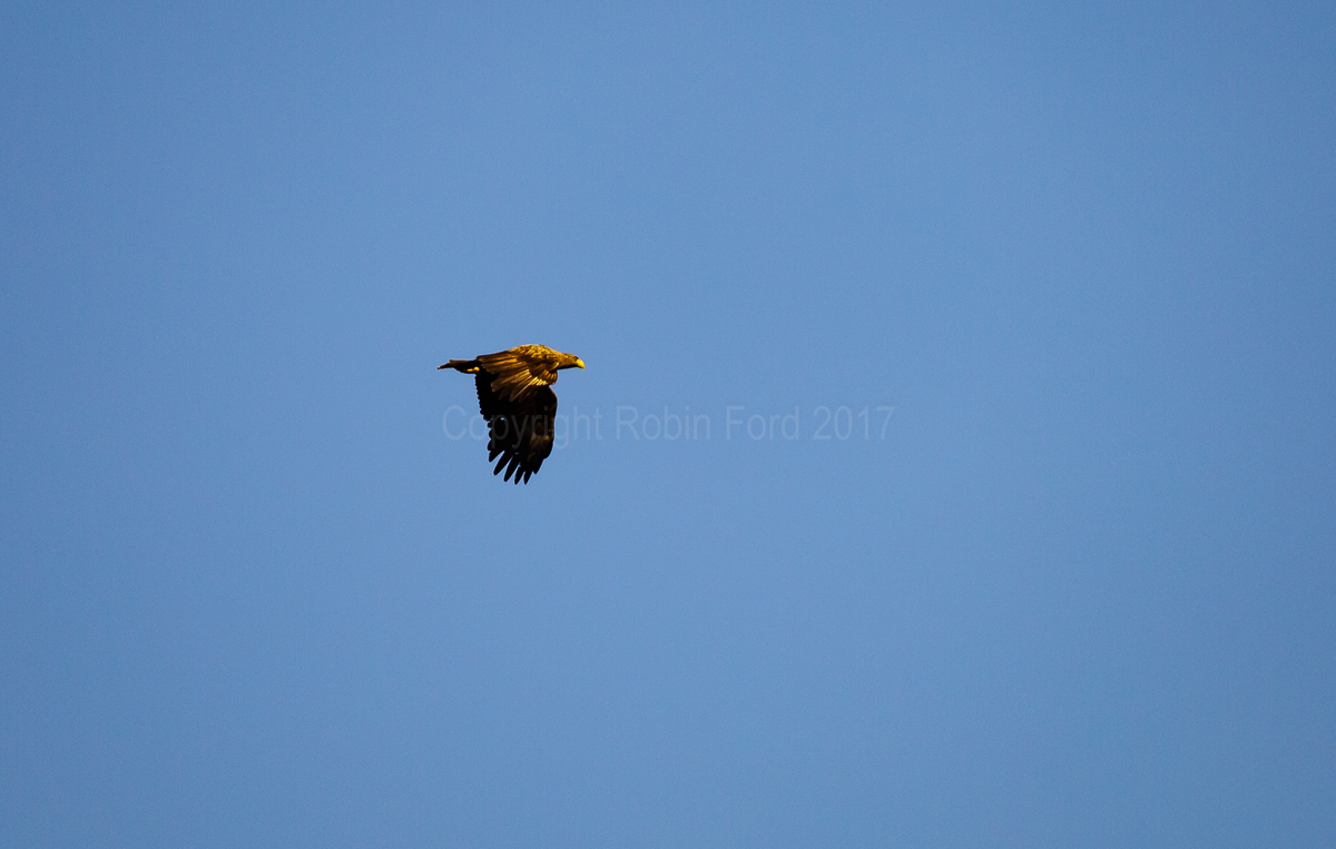 White-tailed Eagle