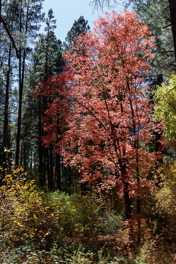Oak Creek Canyon Arizona