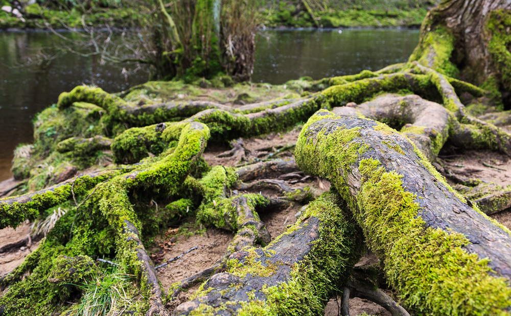 Aysgarth