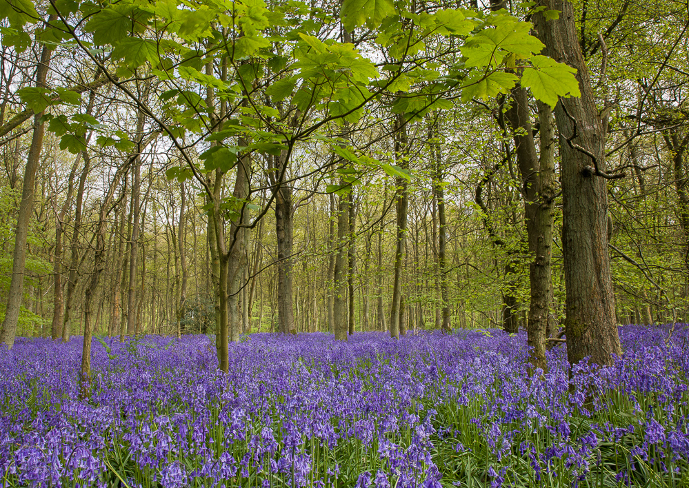 Cowleaze Wood