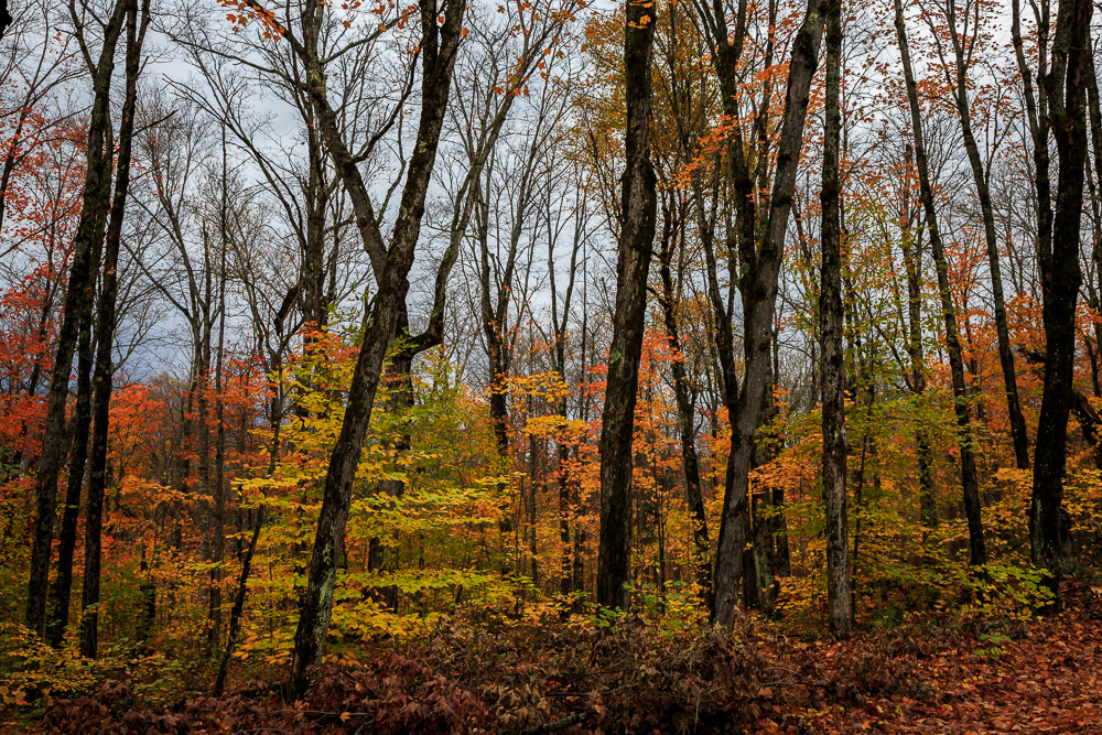 Algonquin Provincial Park