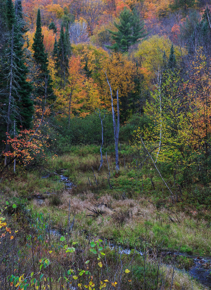 Highway 60 west of Algonquin Park
