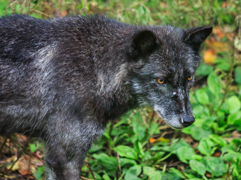 Haliburton Forest Wolf Centre