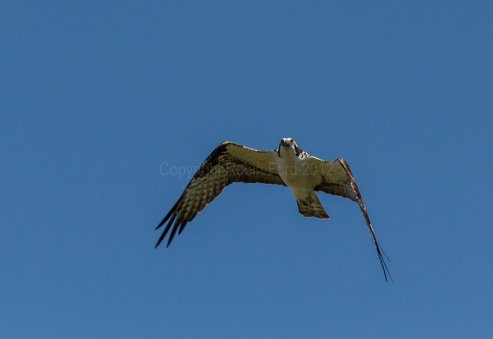 Osprey