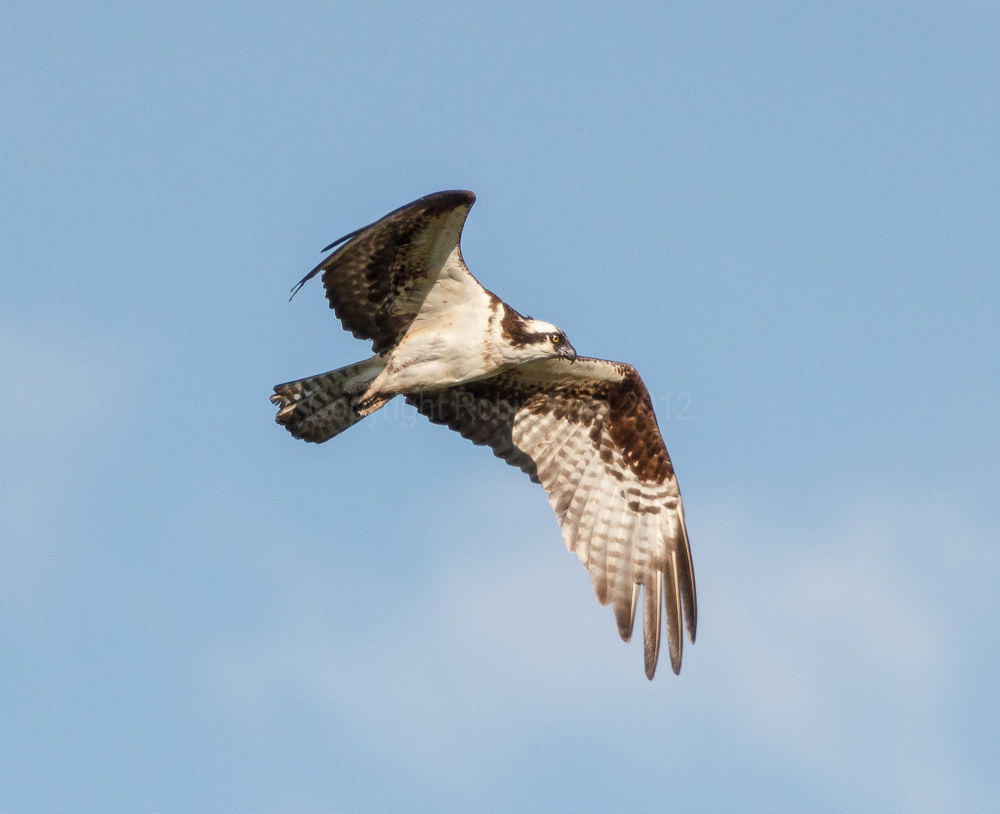 Osprey