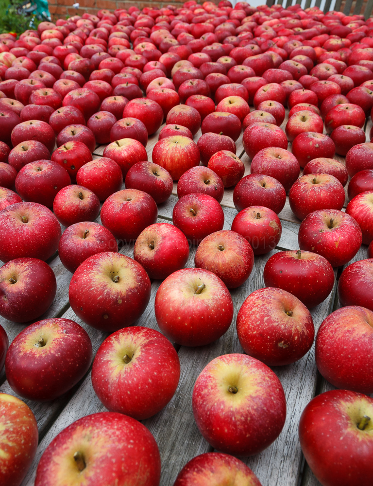 Apple crop, August 2008