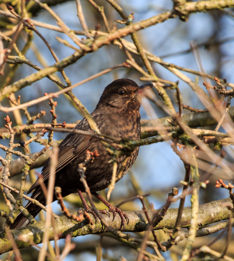 Blackbird in our apple tree