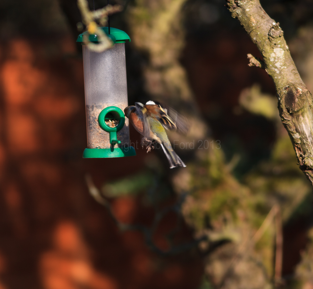 A Chaffinch using the feeder in our apple tree