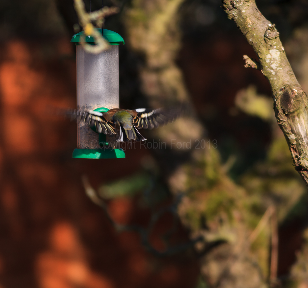 A Chaffinch using the feeder in our apple tree