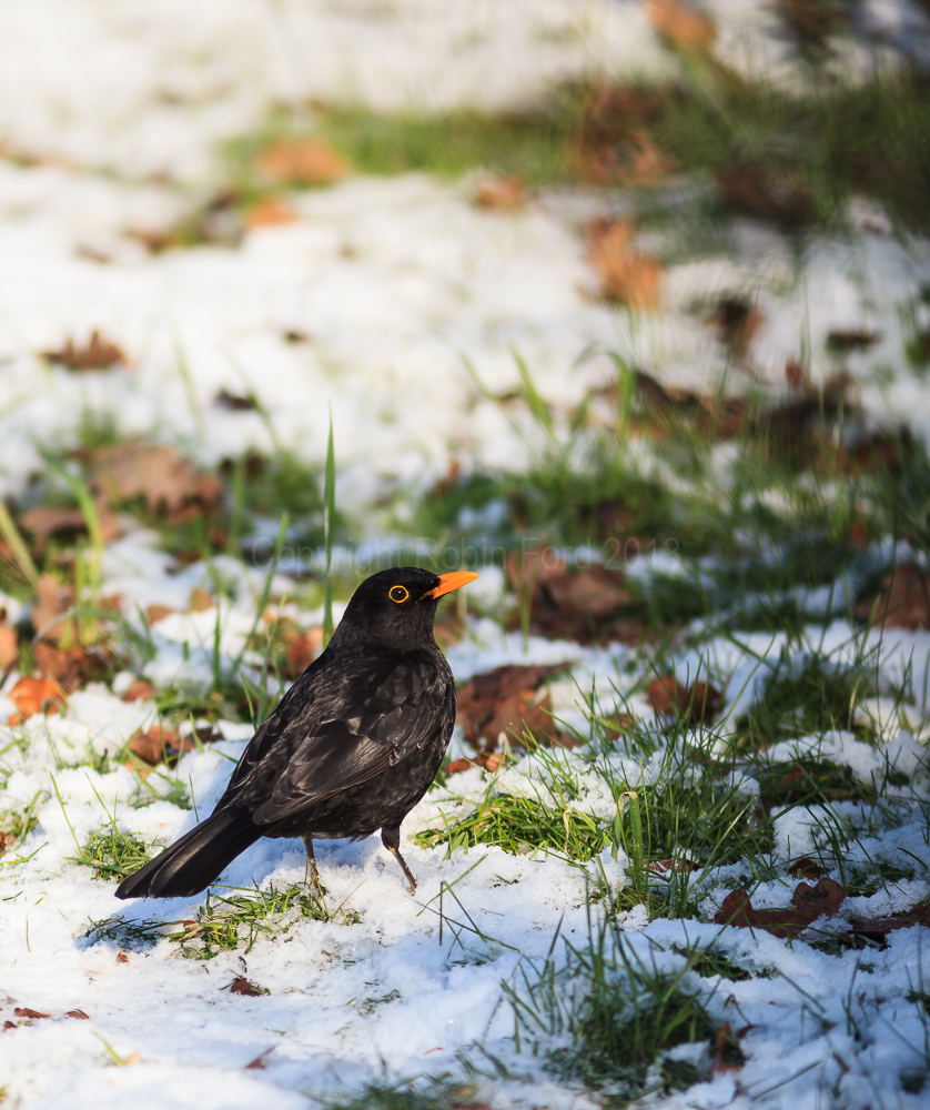 Blackbird on our lawn