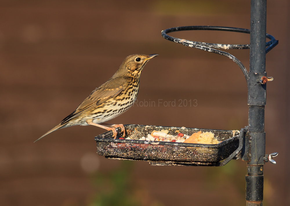 Mistle Thrush on the feeding tray