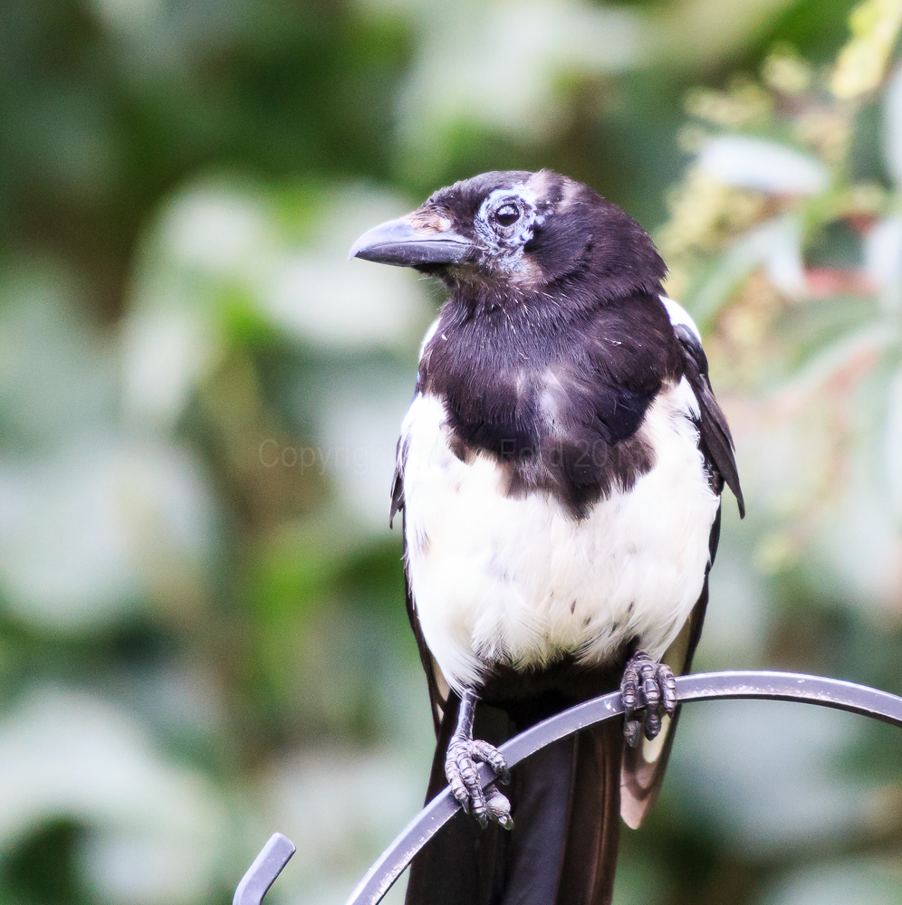 Magpie watching the garden after probably scaring off all of the other birds