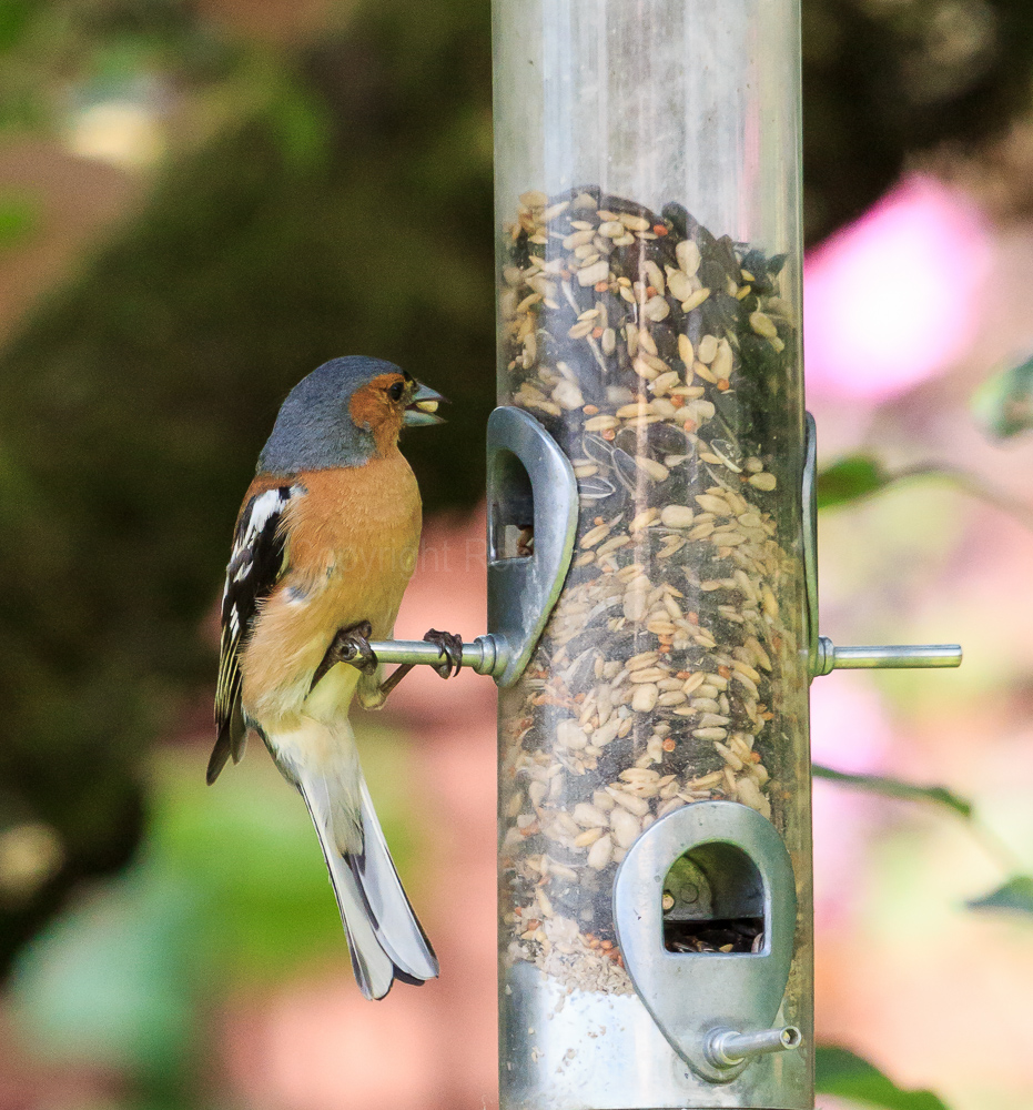 Chaffinch on the feeder in our apple tree