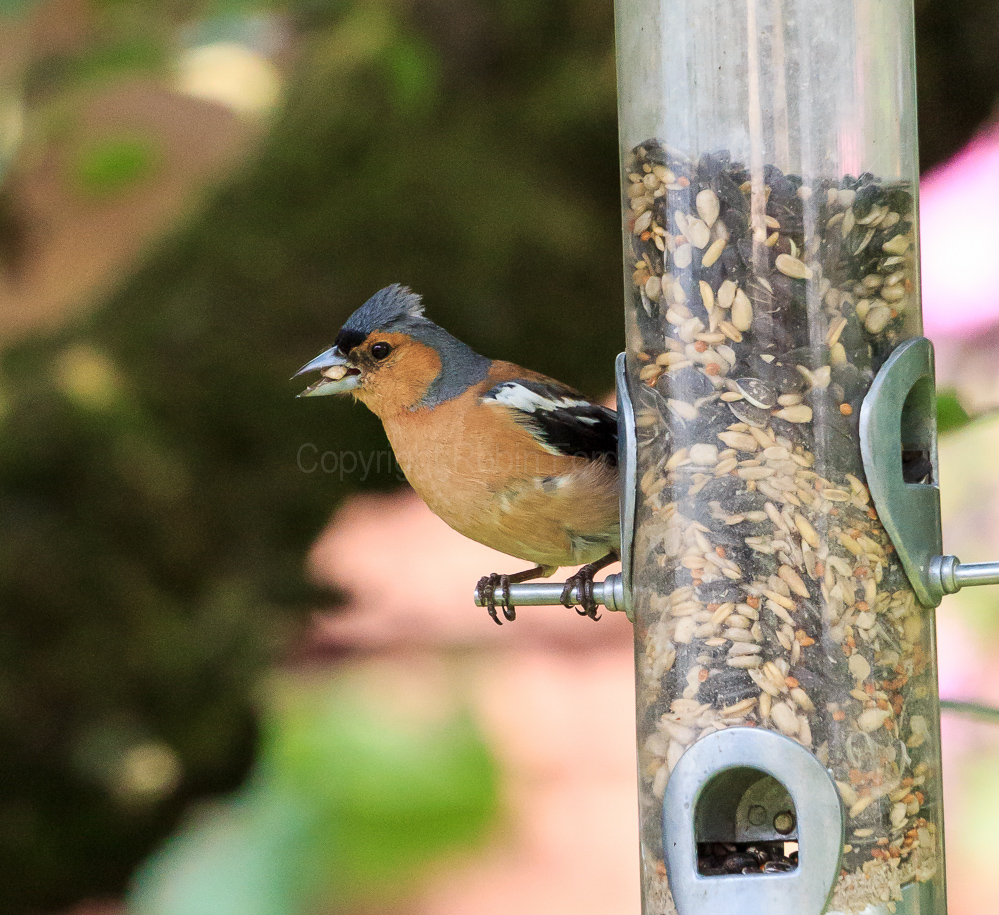 Chaffinch on the feeder in our apple tree