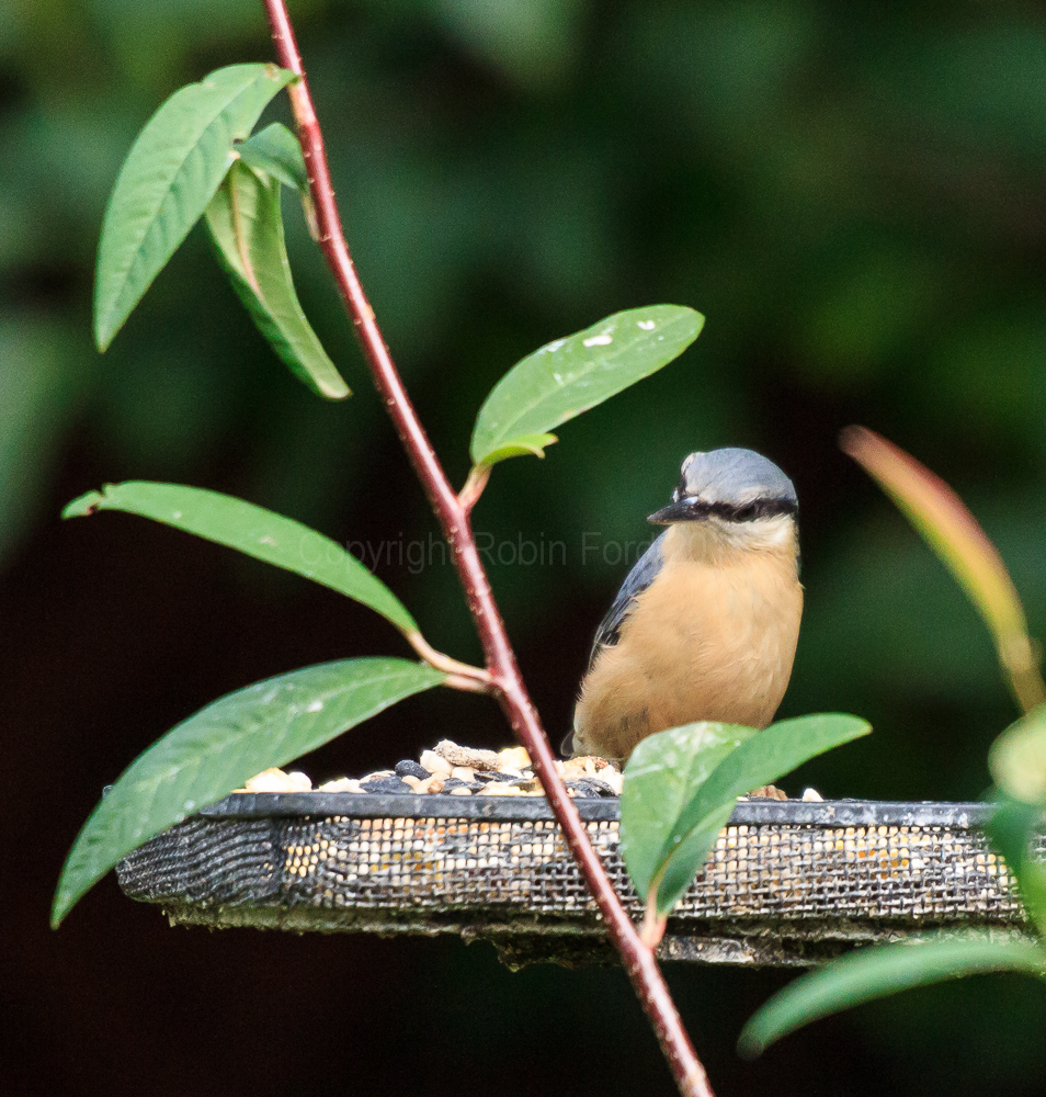 Nuthatch on a feeding tray
