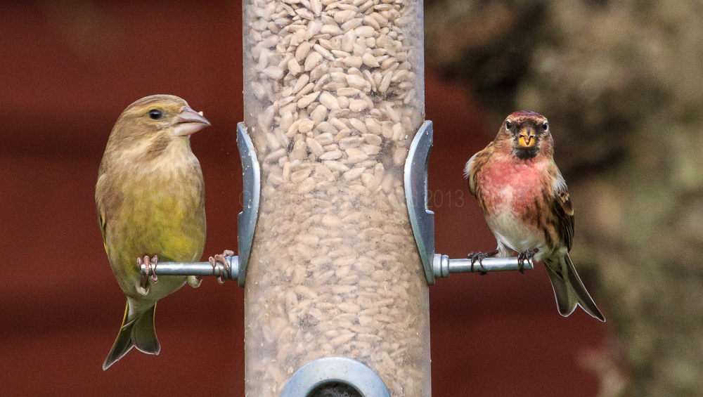 Redpoll and Greenfinch on the feeder in our apple tree