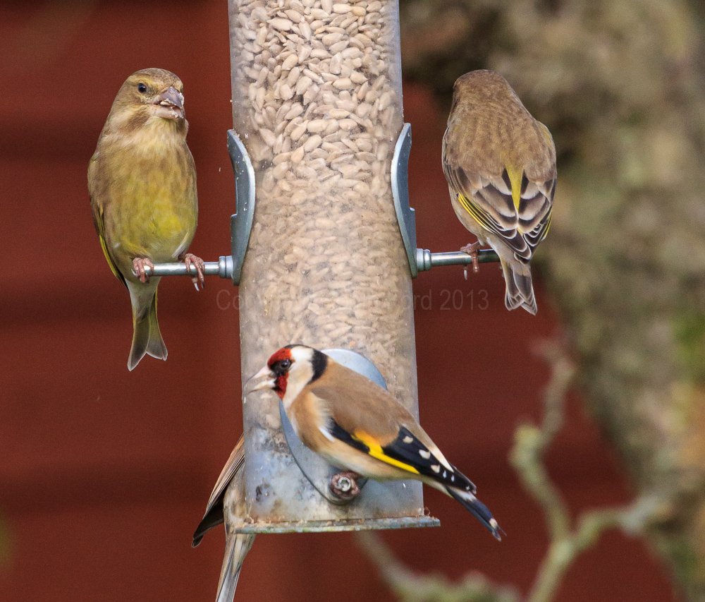 Finches on the feeder in our apple tree
